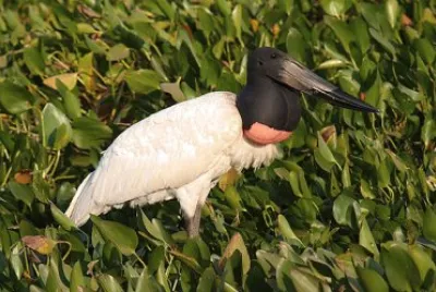 Jabiru jigsaw puzzle