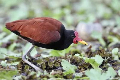 Jacana jigsaw puzzle