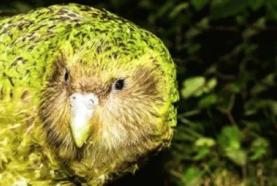 Kakapo jigsaw puzzle