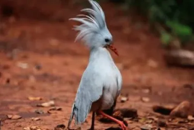 Kagu jigsaw puzzle