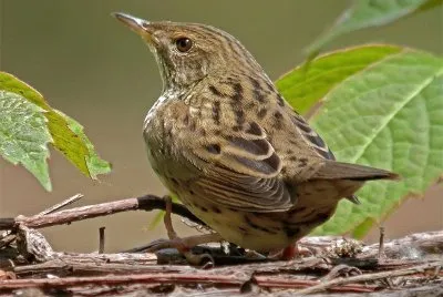 Locustella lanceolata