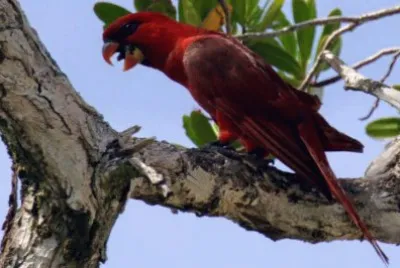 Lori cardinale jigsaw puzzle