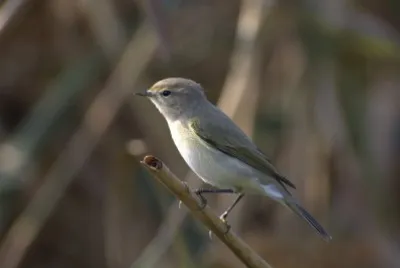 Lui piccolo siberiano