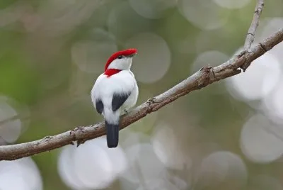 Manichino di araripe