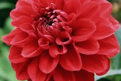 Flor hermosa