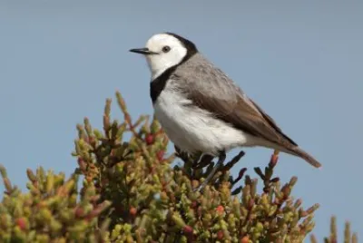 Mellifago frontebianca