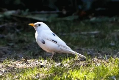 Merlo bianco