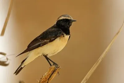 Monachella di Cipro