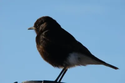 Monachella nera