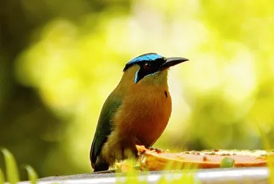 Motmot corona azzurra