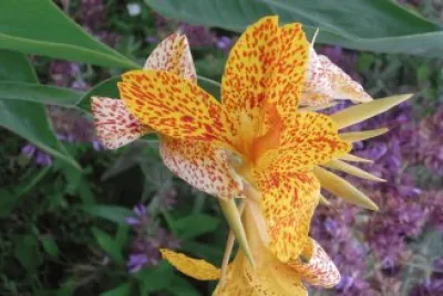 Canna India