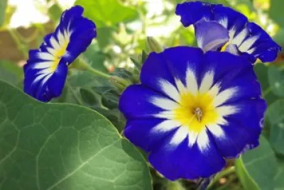 Convolvulus Tricolor