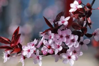 Flor de Cerezo