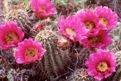 פאזל של Cactus en flor
