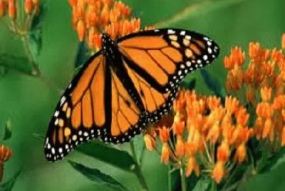 Mariposa monarca