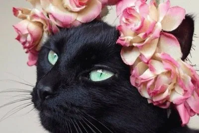 Belleza negra gatuna