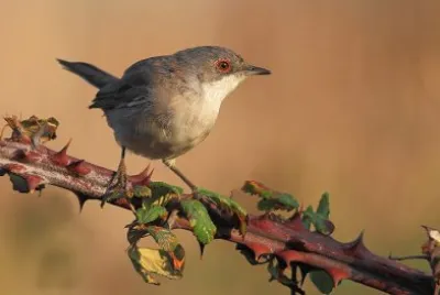 Occhiocotto