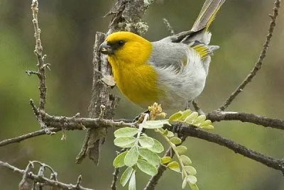 Palila