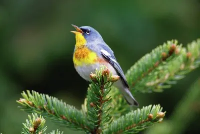 Parula americana