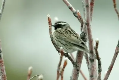 Passera scopaiola bruna