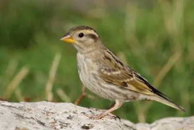 Passera lagia
