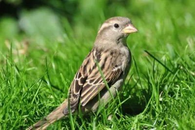 Passero domestico