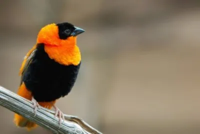 Passero arancio e nero