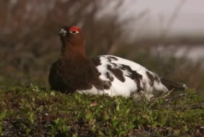 Pernice bianca nordica jigsaw puzzle