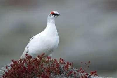 Pernice bianca jigsaw puzzle