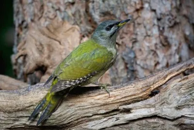 Picchio cenerino