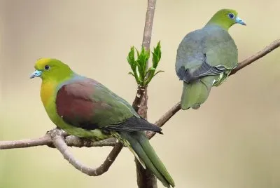 Piccione verde africano