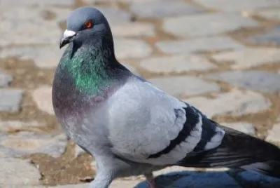 Piccione comune