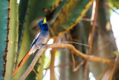 Pigliamosche del paradiso