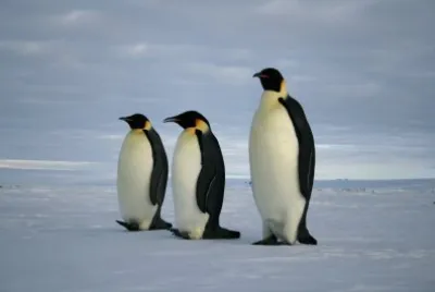 Pinguino imperatore