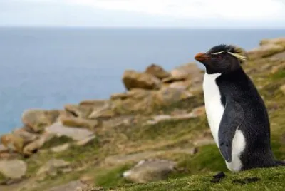 Pinguino crestato jigsaw puzzle