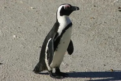 פאזל של Pinguino africano