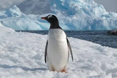 Pinguino antartico