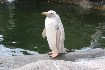 Pinguino albino