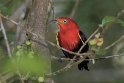 Pipra aureola