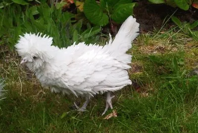 Pollo a penna riccia