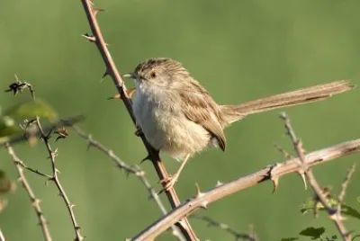 Prinia gracile