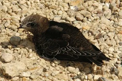 Rondone euroasiatico