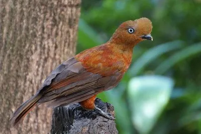 Rupicola peruviana
