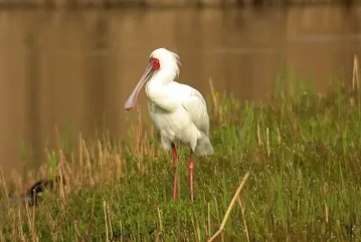 Spatola africana