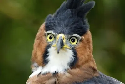 Spizaeto ornato