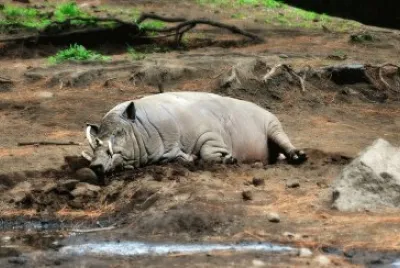 Cinghiale babirussa