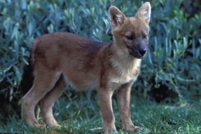 Cane rosso jigsaw puzzle