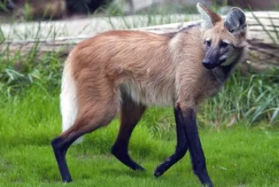 Crisocione jigsaw puzzle