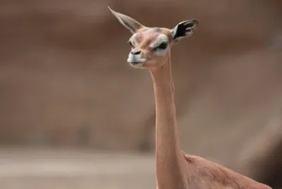 Gerenuk