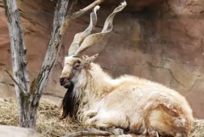 Markhor